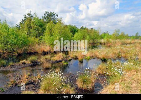 (Eriophorum linaigrette de spec.), Moor lake avec linaigrette de fructification, Allemagne Banque D'Images