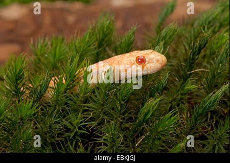 Pacifik Couleuvre à nez mince (Pituophis catenifer catenifer), albino, portrait de moss Banque D'Images