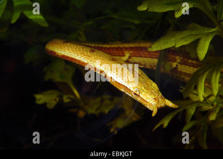 La pêche, l'Rhizodontida tentaculatum (serpent), portrait Banque D'Images