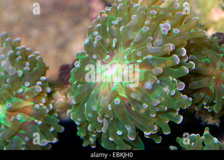 Euphyllia paradivisa Frogspawn (corail), close-up view Banque D'Images