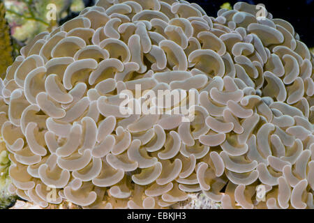 Dent-marteau, corail, corail ancre Euphyllia ancora Marteau (CORA), close-up view Banque D'Images