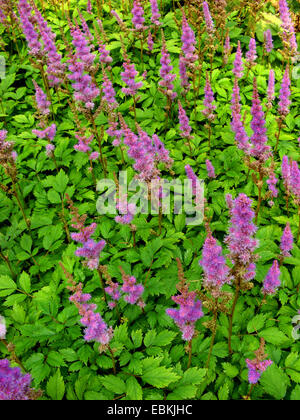 Fausse barbe de chèvre, Chinois astilbe Astilbe chinensis var. pumila (), blooming Banque D'Images