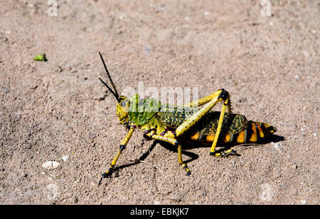 Criquet migrateur (Locusta migratoria), assis sur le sol, l'Afrique du Sud, Mossel Bay Banque D'Images