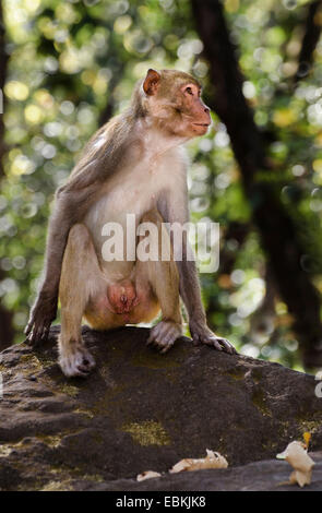 Singe rhésus, macacque Rhésus (Macaca mulatta), assis sur une pierre, l'Inde, le Madhya Pradesh, Bandhavgarh National Park Banque D'Images