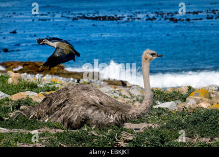 Autruche (Struthio camelus), femme autruche avec hadeda ibis, Afrique du Sud, Western Cape, Cape of Good Hope National Park Banque D'Images