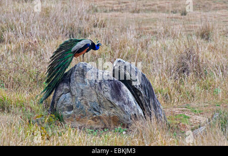 Paons commun, Indienne, paons paons bleus (Pavo cristatus), homme assis sur un rocher, l'Inde, le Madhya Pradesh Banque D'Images