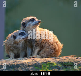 À queue fine, suricate (Suricata suricatta) suricates, deux suricates sur une pierre de soleil Banque D'Images