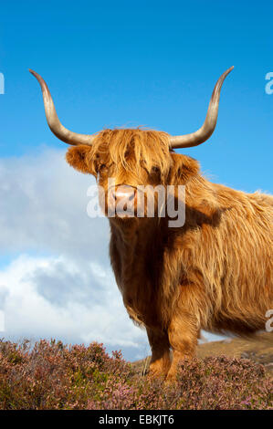 Scottish Highland bovins (Bos primigenius f. taurus), demi-longueur portrait, Royaume-Uni, Ecosse Banque D'Images