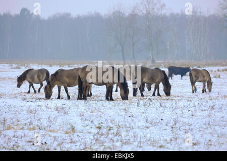 Konik Cheval (Equus przewalskii f. caballus) chevaux konik, debout dans une prairie enneigée et le pâturage , Allemagne Banque D'Images