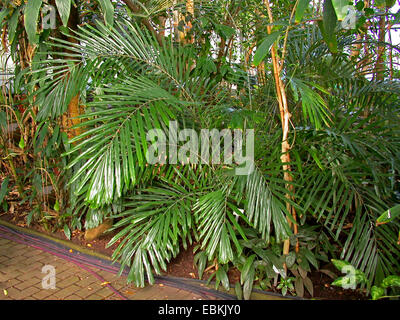 Dwarf Sugar Palm, Palm Formosa (Arenga engleri) Banque D'Images