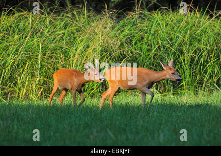 Le chevreuil (Capreolus capreolus), buck la conduite d'un doe pendant la saison du rut contrôler sa réceptivité, Allemagne Banque D'Images