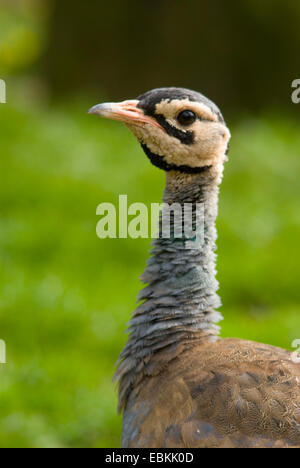 Outarde à ventre blanc (Eupodotis senegalensis), portrait Banque D'Images