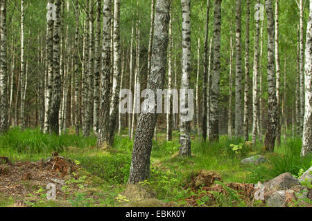 Bouleau commun, le bouleau verruqueux, bouleau blanc européen, le bouleau blanc (Betula pendula, Betula alba), bois de hêtre en été, Suède Banque D'Images