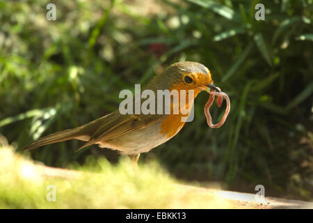 European robin (Erithacus rubecula aux abords), avec terre ver dans son bec, Allemagne Banque D'Images