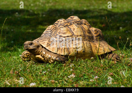 Tortue léopard (Geochelone pardalis), couchée dans un pré Banque D'Images