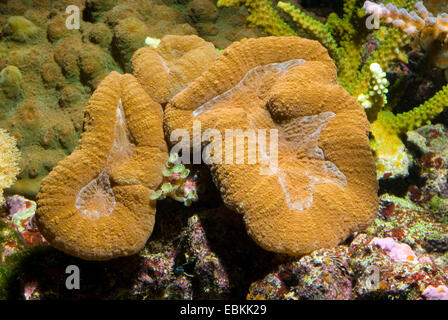 Télévision Brain Coral (Lobophyllia hemprichii), side view Banque D'Images
