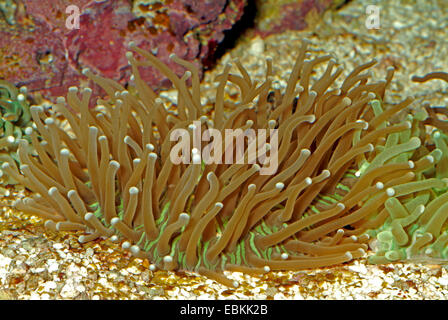 Tentacule longue (Heliofungia actiniformis Corail Plaque), side view Banque D'Images
