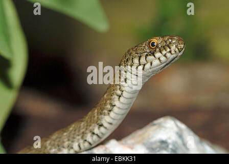 Snake (Natrix tessellata dés), portrait, Allemagne Banque D'Images
