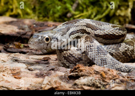 Serpent Rat gris (Elaphe obsoleta spiloides, Pantherophis obsoletus spiloides), portrait Banque D'Images