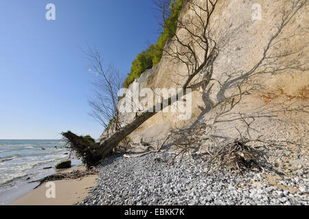 Le hêtre commun (Fagus sylvatica), le hêtre commun tombé de la falaise de craie est située à la plage de la mer Baltique, l'Allemagne, de Mecklembourg-Poméranie occidentale, le parc national de Jasmund, Ruegen Banque D'Images