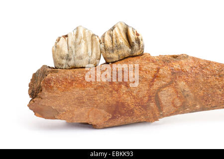 (Megalocerus Megaloceros giganteus germanicus), fragment d'os mandibule avec deux dents du Pléistocène moyen Banque D'Images