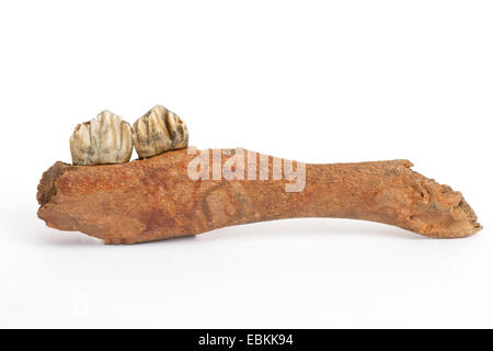 (Megalocerus Megaloceros giganteus germanicus), fragment d'os mandibule avec deux dents du Pléistocène moyen Banque D'Images