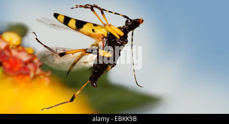 Repéré Longhorn, jaune-noir Longhorn Beetle (Strangalia maculata, Stenurella maculata, Leptura maculata, Rutpela maculata), volant à un oranger, Allemagne Banque D'Images