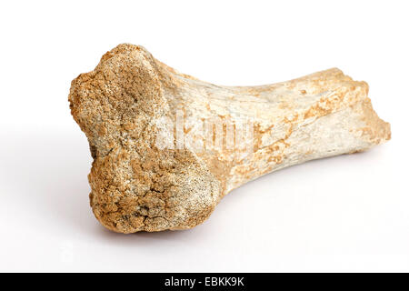 Ours des cavernes (Ursus spelaeus), fragment d'os trouvés dans le Jura souabe, Allemagne, Jura Souabe Banque D'Images