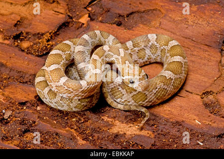 Couleuvre obscure Couleuvre obscure de l'Ouest, l'Est (Elaphe obsoleta obsoleta, Pantherophis obsoletus obsoletus), rolled-up Banque D'Images