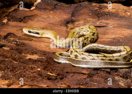 Beauté Beauté Taiwan, serpent Serpent (Elaphe taeniura, Orthriophis taeniurus taeniurus), rolled-up Banque D'Images