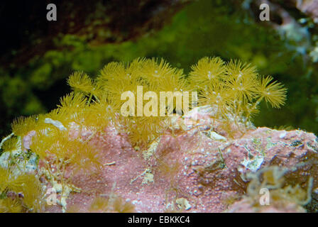 Commensal zoanthid jaune, jaune anémone de mer (Parazoanthus spec.), colony Banque D'Images