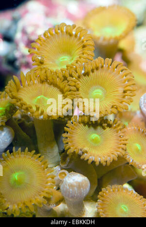 Protopalythoa Zoanthid (spec.), close-up view Banque D'Images