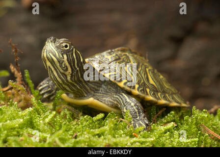 La rivière de l'Est (Pseudemys concinna concinna Cooter), la rivière de l'Est Cooter Banque D'Images