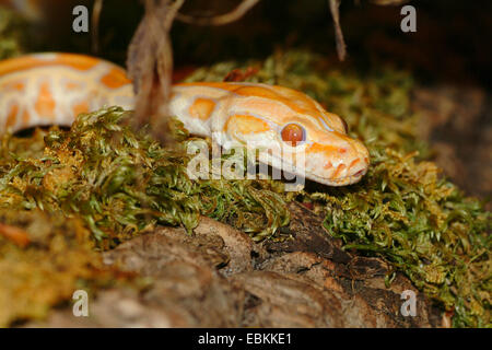 Python birman (python indien, Python molurus), albino, portrait Banque D'Images
