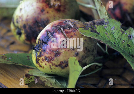 Apple (Malus domestica), avec la tavelure, Venturia inaequalis Banque D'Images