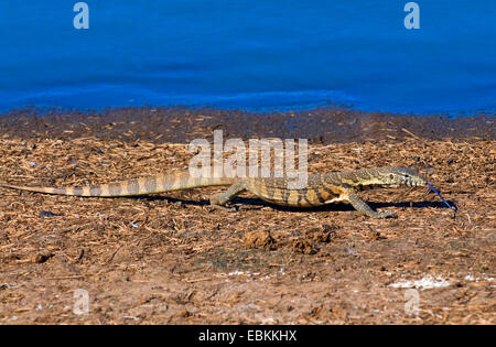 Moniteur du Nil (Varanus niloticus), la marche à la rive, Afrique du Sud Banque D'Images