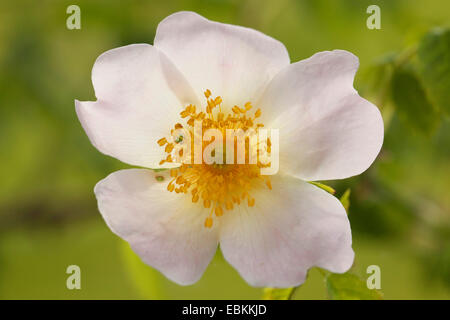 Dog rose (rosa canina), fleur en rétro-éclairage, Allemagne Banque D'Images