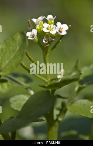 Vrai le cresson (Nasturtium officinale), inflorescence, Allemagne Banque D'Images