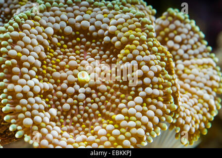 Floride faux corail, Ricordia (polypes Champignons Ricordea florida), high angle view Banque D'Images