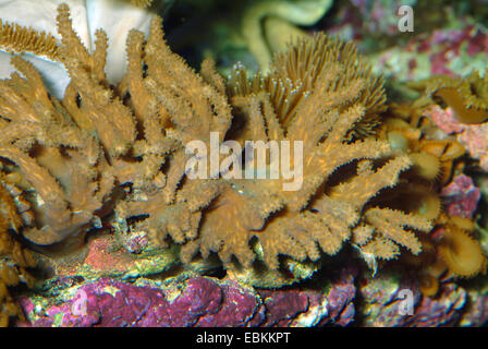 Doigt court en cuir Corail (Sinularia brassica), side view Banque D'Images