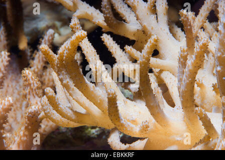 Doigt court en cuir Corail (Sinularia spec.), macro shot Banque D'Images