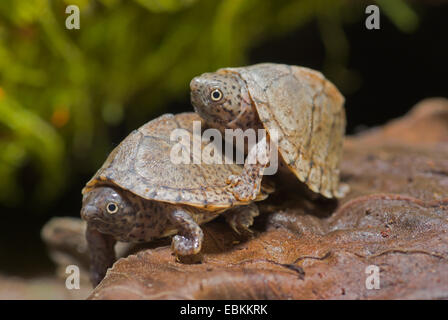 Razorback tortue musquée, adossé à la quille, adossé à une tortue musquée (Sternotherus carinatus), deux mineurs La tortue musquée Banque D'Images