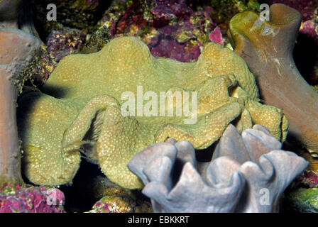 Corail Sarcophyton cuir (spec.), vue latérale des deux colonies Banque D'Images