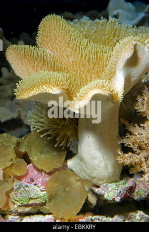 Corail Sarcophyton cuir (spec.), vue latérale d'une colonie Banque D'Images