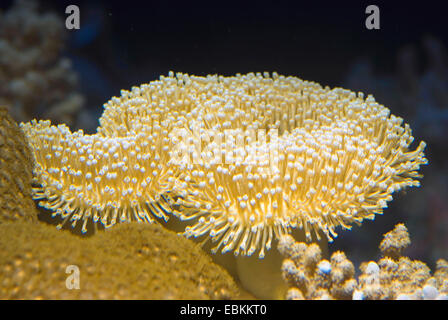 (Sarcophyton ehrenbergi corail cuir ), vue latérale d'une colonie Banque D'Images