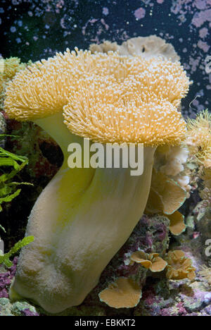 (Sarcophyton ehrenbergi corail cuir ), vue latérale d'une colonie Banque D'Images