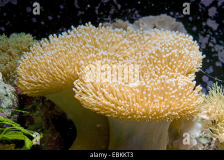 (Sarcophyton ehrenbergi corail cuir ), vue latérale d'une colonie Banque D'Images