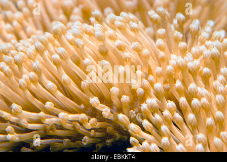 (Sarcophyton ehrenbergi corail cuir ), macro shot Banque D'Images