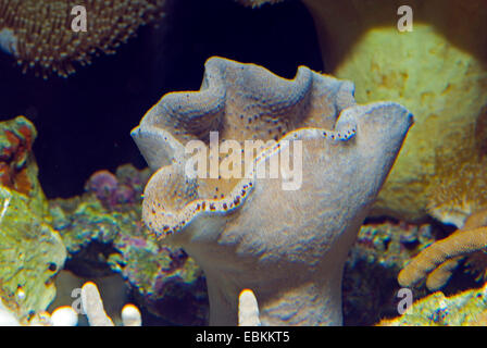 Corail Sarcophyton cuir (spec.), vue latérale d'une colonie Banque D'Images