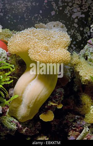 (Sarcophyton ehrenbergi corail cuir ), vue latérale d'une colonie Banque D'Images